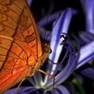 butterfly colors